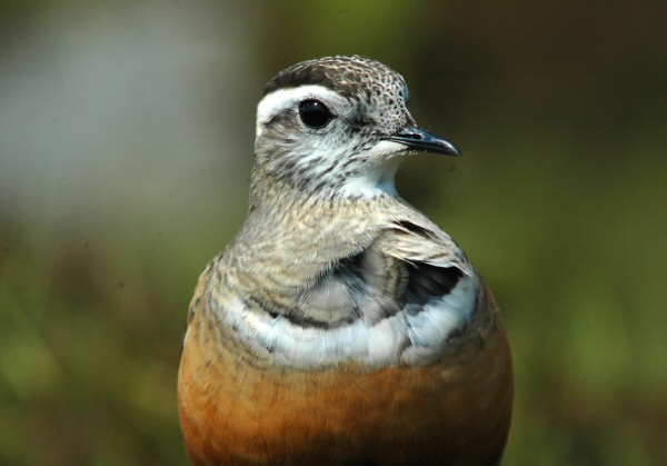 Dotterel