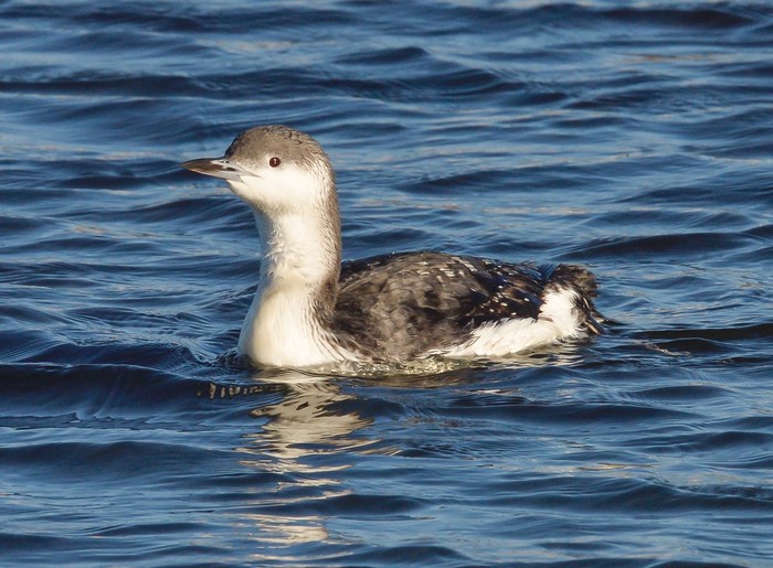Black-throated Diver