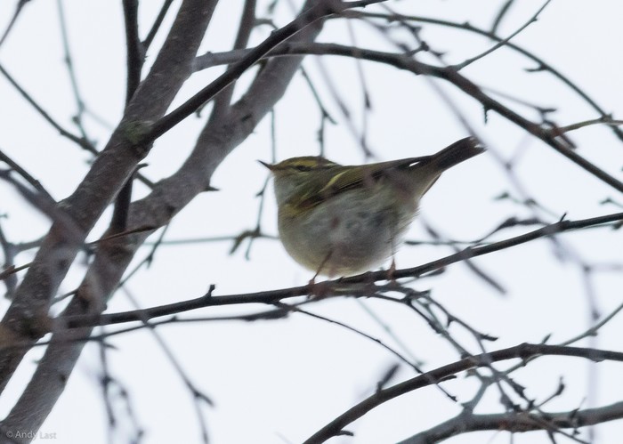 Pallas's Warbler