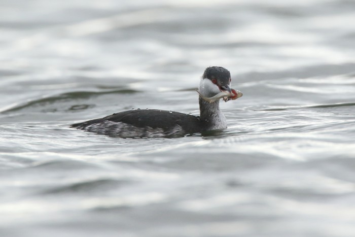 Slavonian Grebe