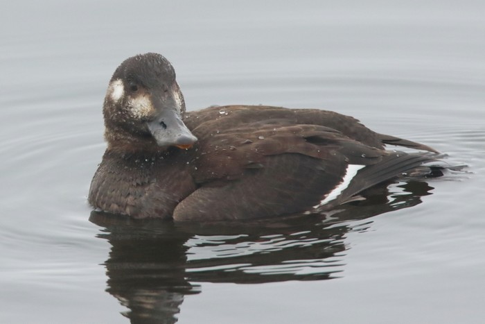 Velvet Scoter
