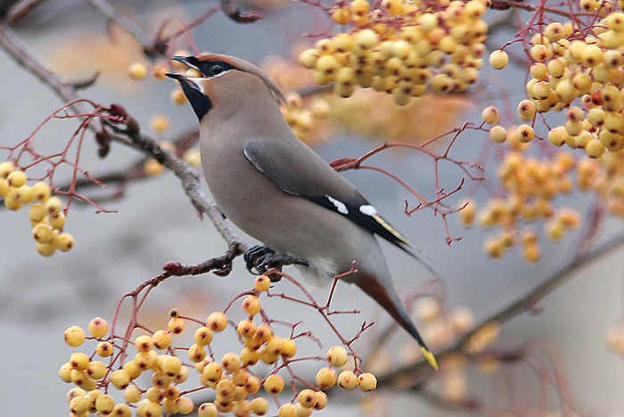 Waxwing