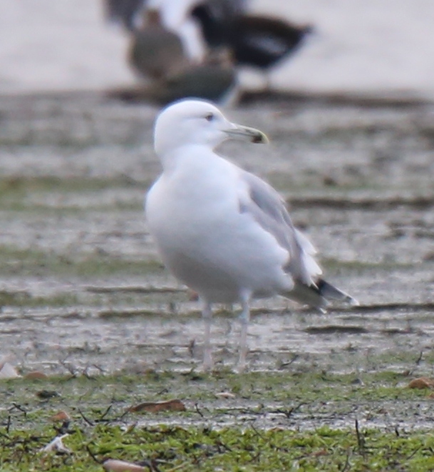 Caspian Gull