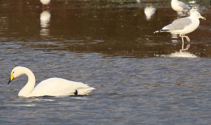 Whooper Swan