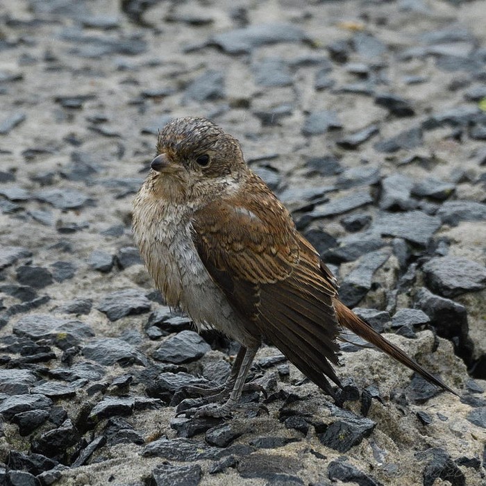 Red-backed Shrike