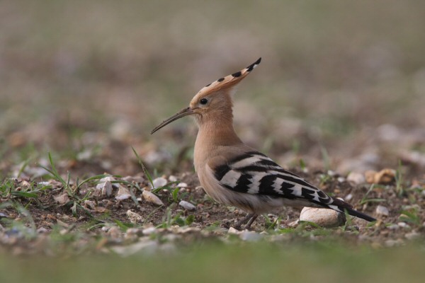 Hoopoe