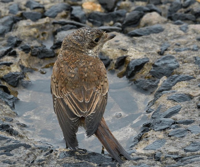 Red-backed Shrike
