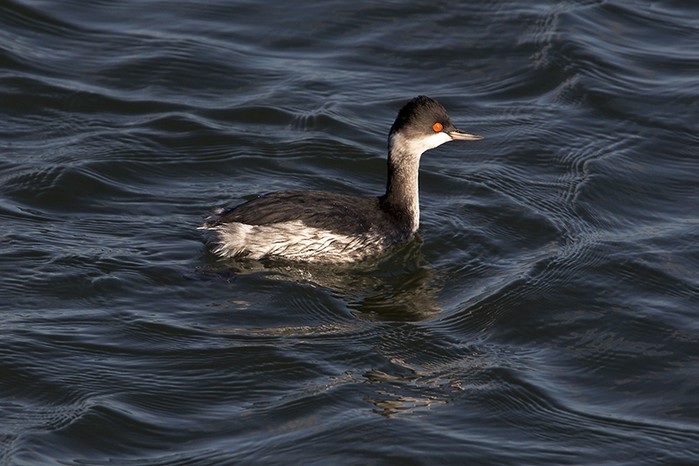 Black-necked Grebe