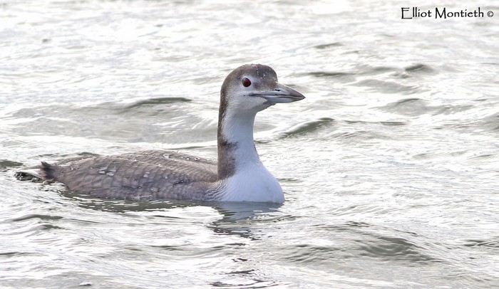 Great Northern Diver
