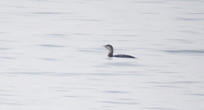 White-billed Diver