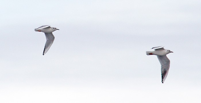 Bonaparte's Gull