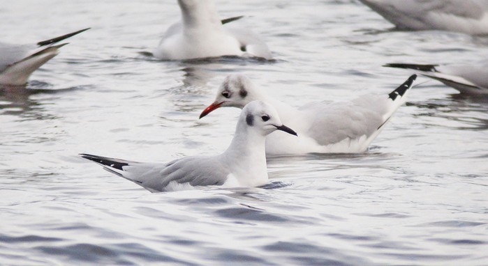 Bonaparte's Gull