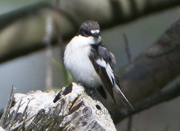 Pied Flycatcher