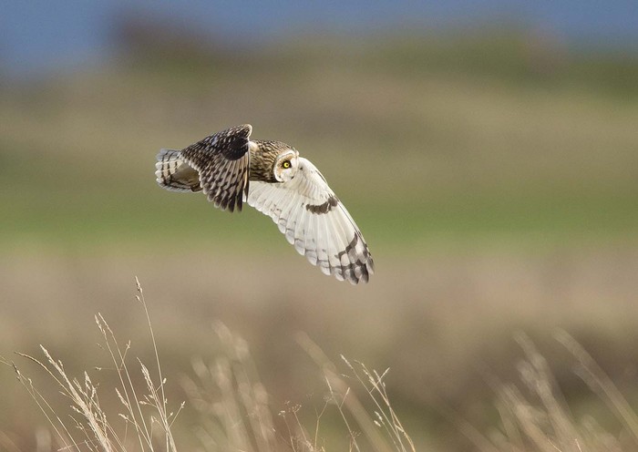 Short-eared Owl