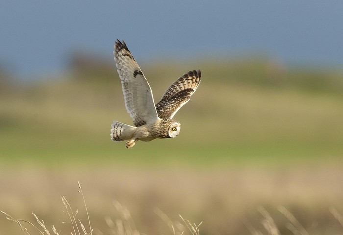 Short-eared Owl