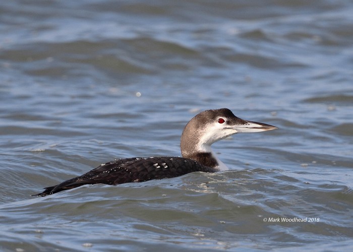 Great Northern Diver