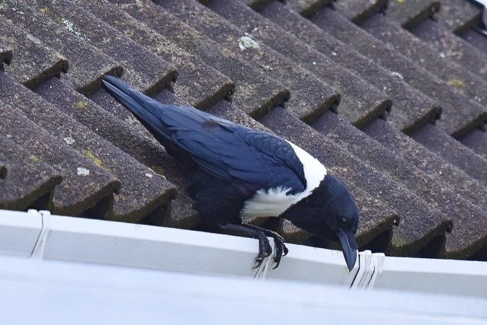 Pied Crow