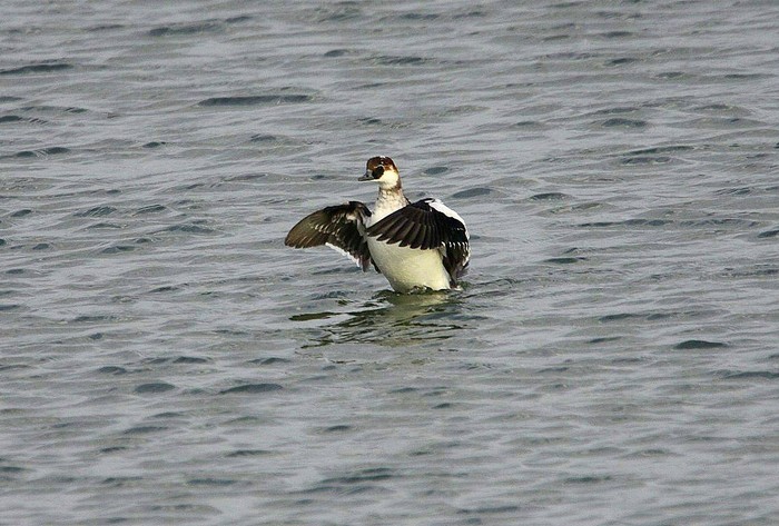 Smew