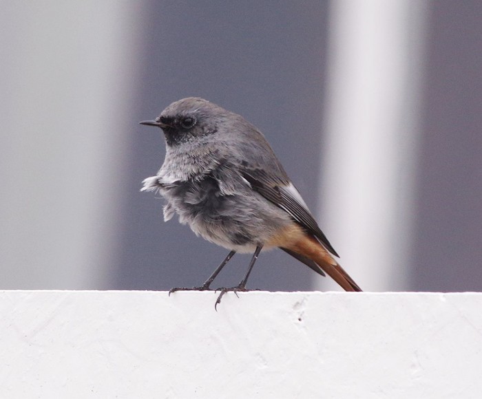Black Redstart