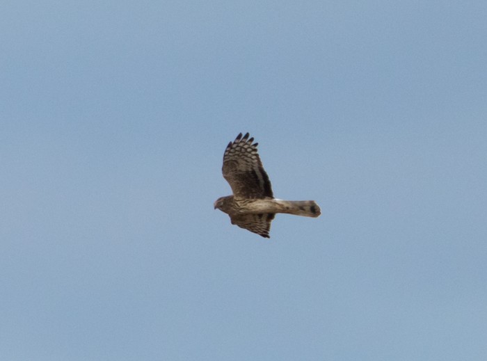 Hen Harrier