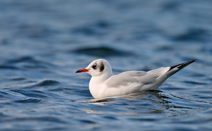 Black-headed Gull