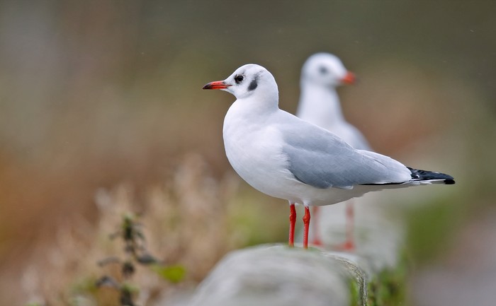 Black-headed Gull