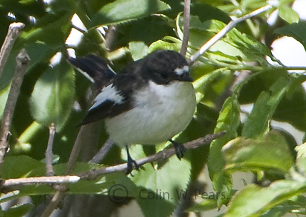 Pied Flycatcher