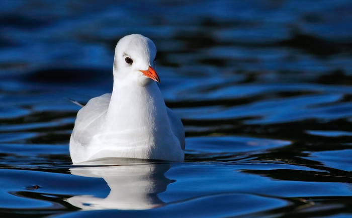 Black-headed Gull