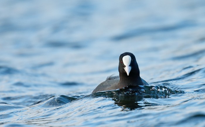 Coot