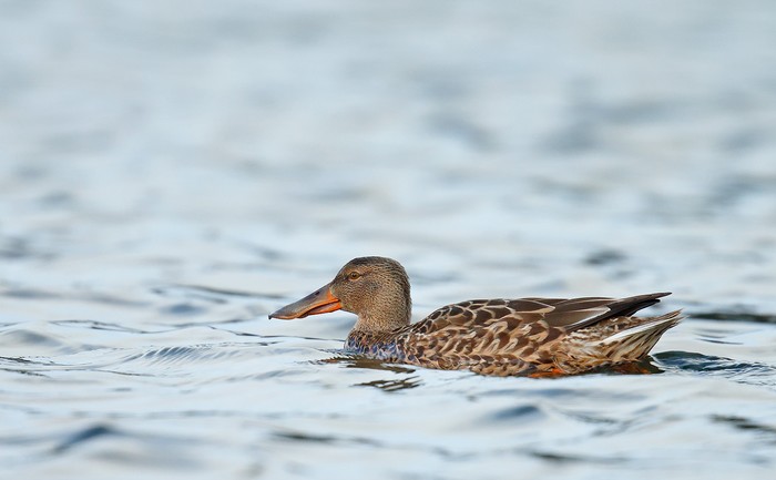 Shoveler