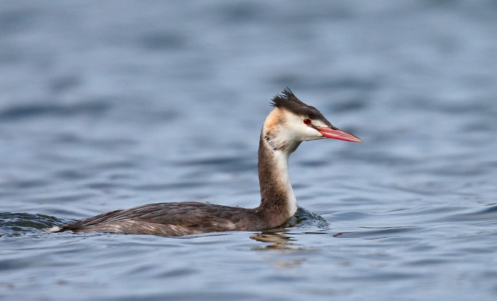 Great Crested Grebe
