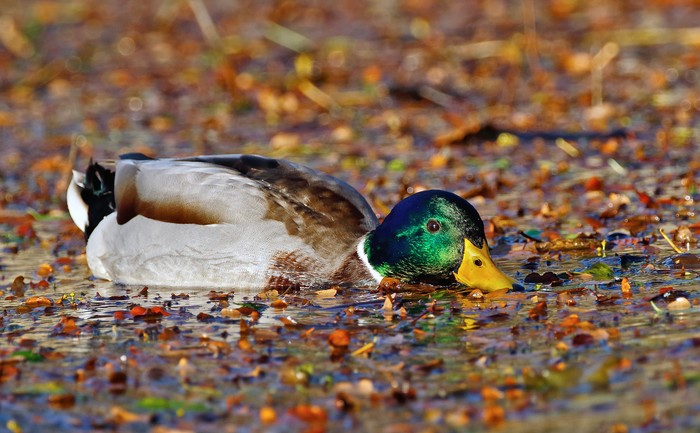 Mallard