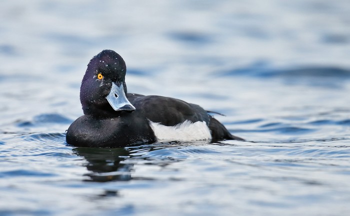 Tufted Duck
