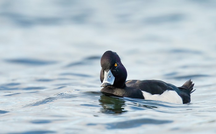 Tufted Duck