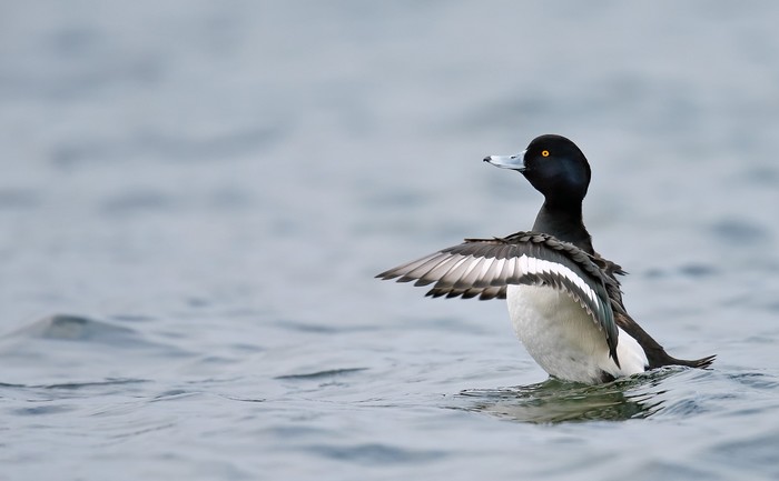 Tufted Duck