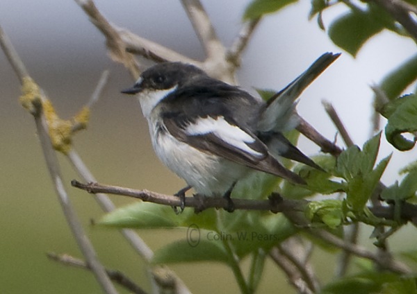 Pied Flycatcher