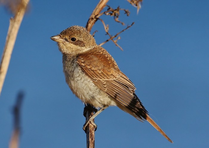 Red-backed Shrike