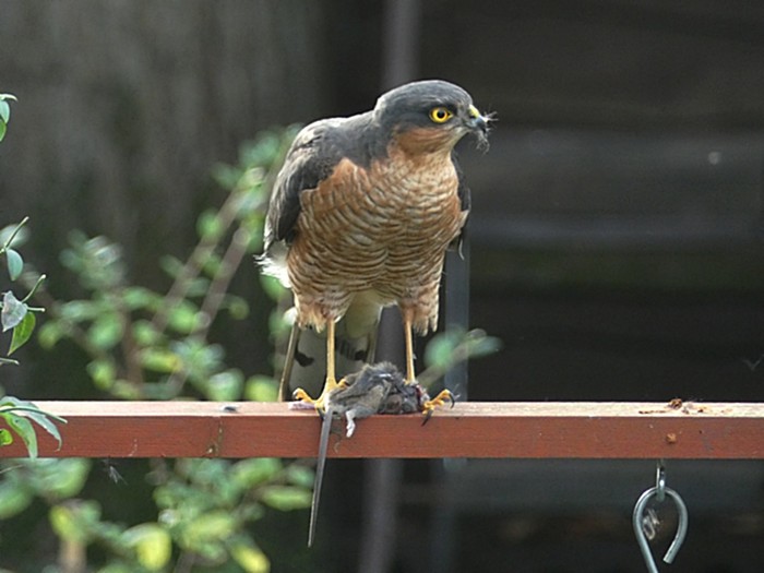 Sparrowhawk