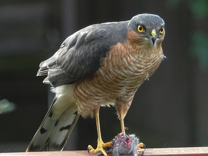Sparrowhawk