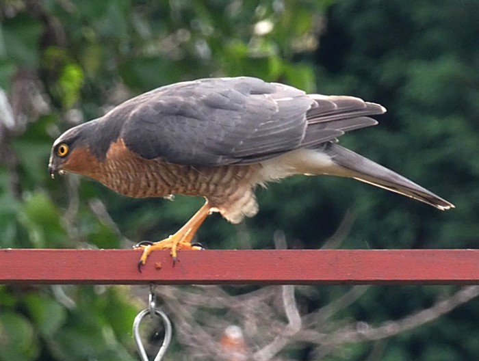 Sparrowhawk