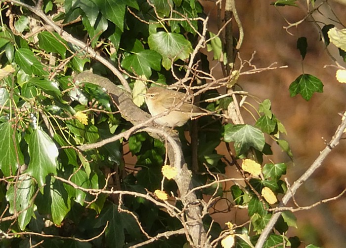 Chiffchaff