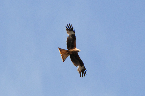 Red Kite