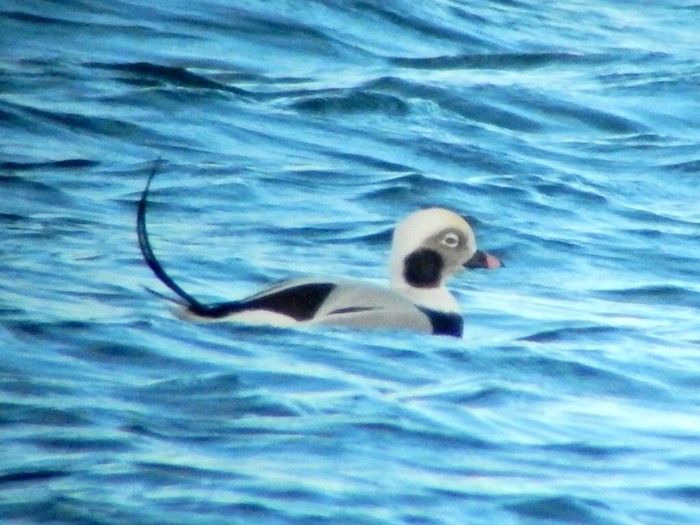 Long-tailed Duck