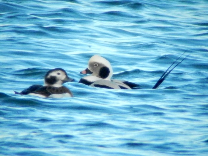 Long-tailed Duck