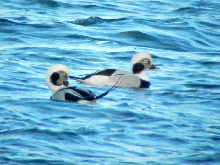 Long-tailed Duck