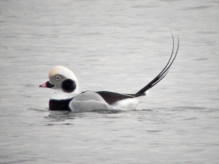 Long-tailed Duck