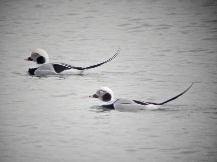 Long-tailed Duck