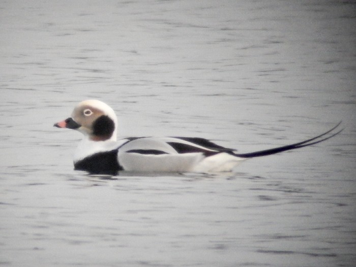 Long-tailed Duck