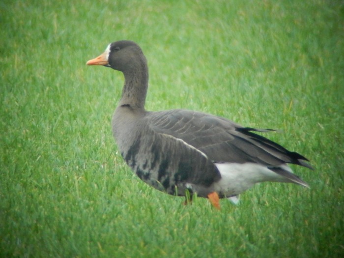 Greenland White-fronted Goose