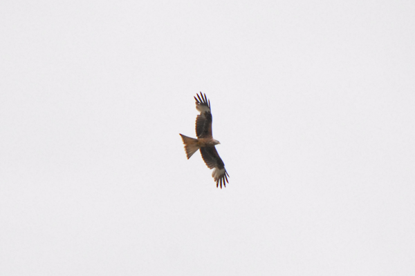 Red Kite